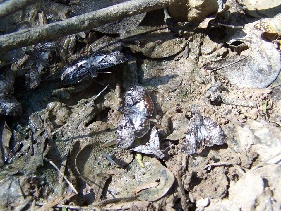 FIGURE 3f FIGURE 3f